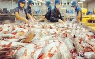 怎样区分巴沙鱼和龙利鱼-巴沙鱼片和龙利鱼一样吗